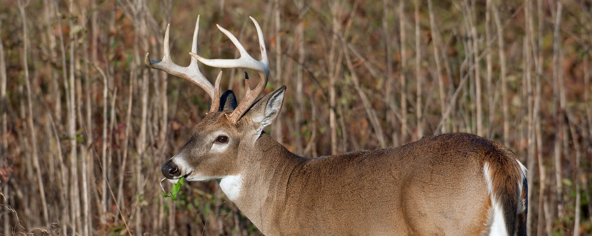 Ultimate Guide To Spotting An 8 Point Buck: Tips & Facts