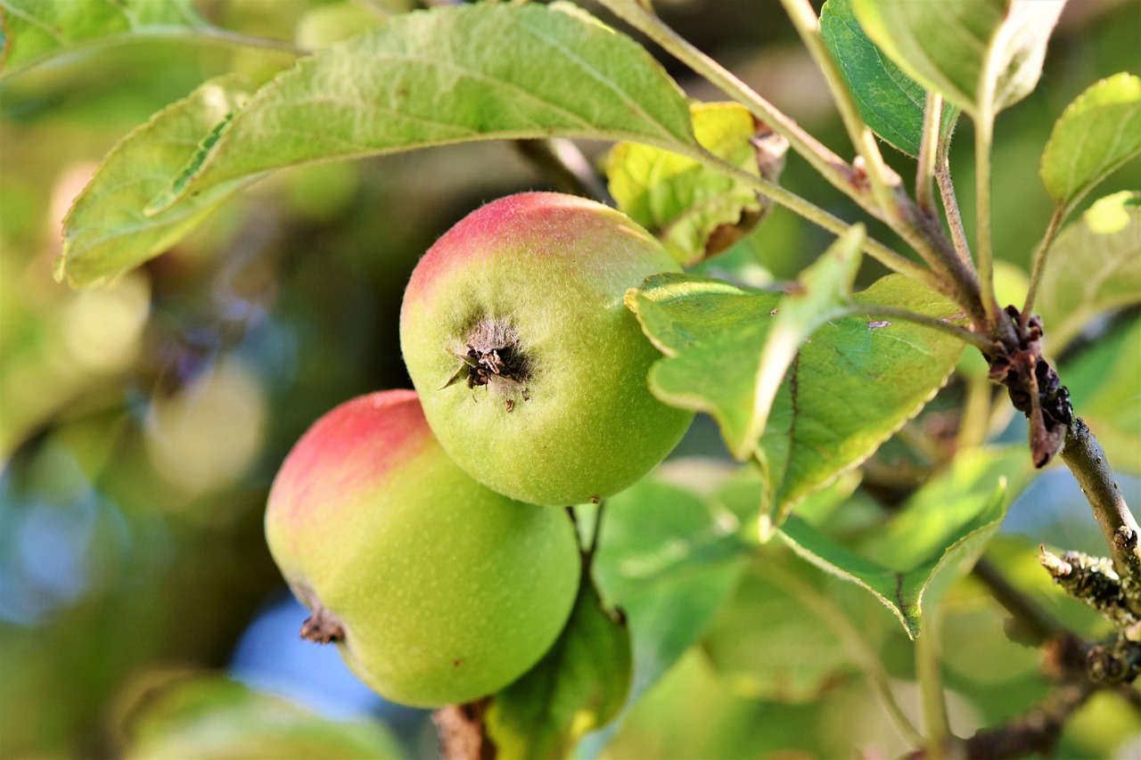 Apple, fruits, food — Healing in Paradise: The Ultimate Guide to Costa Rica's Wellness Retreats