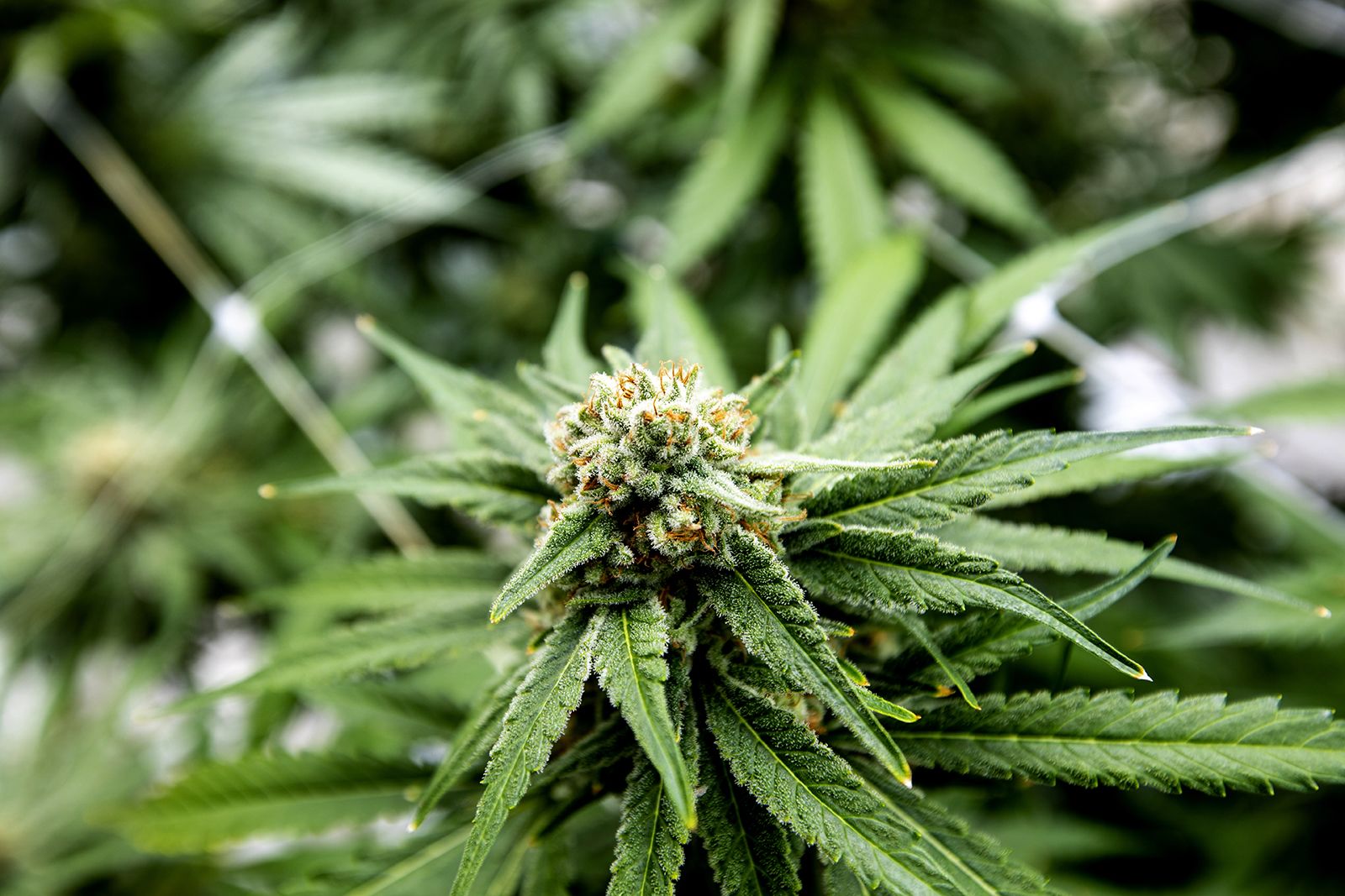 How to Buy weed online from Well Known Online Dispensaries?
